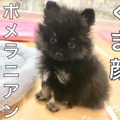 【 ポメラニアン 】希少!ブラック&タンのくま顔ポメがやってきた!