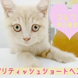 【 ブリティッシュショートヘア 】ミルクティーカラーのキュートな丸顔騎士が登場！