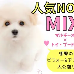 【 MIX 】唯一無二のルックス!!衝撃のシャンプービフォー&アフター大公開!