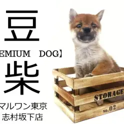 【豆柴犬】良血統のプリンセス！！東京に突如現れた豆柴の魅力とは！！