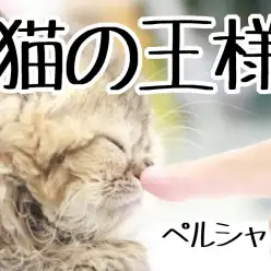【 ペルシャ 】上品さ溢れる優美な姿は正に「猫の王様」！