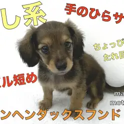 【 カニンヘン・ダックスフント 】ちょっぴりたれ目な癒し系！手のひらダックス登場！