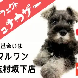 【 ミニチュア・シュナウザー 】パーフェクトシュナウザーが板橋の地に舞い降りた！！