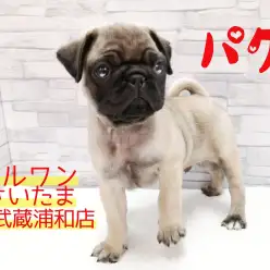 【 パグ 89 】その確率は1/365！パグの日生まれのミスターパグ！！