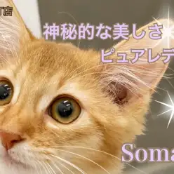 【 ソマリ 】美・美・美！神秘的な美しさ！