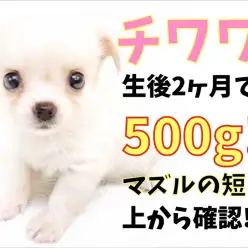【 チワワ 】生後2ヶ月で500gのコンパクトサイズ!マズルの短さは上から確認!