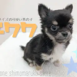 【 チワワ 】小さい体で大きく喜びを表現！人懐っこいチワワくん！