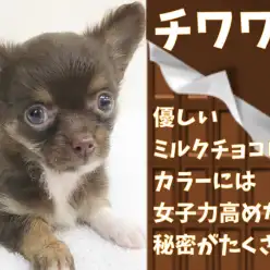 【 チワワ 】優しいミルクチョコレートカラーは女子力高めな秘密がたくさん!
