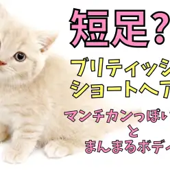 【 ブリティッシュショートヘア 】マンチカンっぽさとまんまるボディにやられた!
