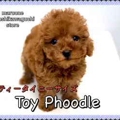 【トイ・プードル】ティータイニーサイズ♪そのサイズは生後74日で驚きの578g！
