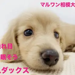 【 ダックスフント 】ウインクの練習中！豊かな表情は人間と仲良くするためだった？