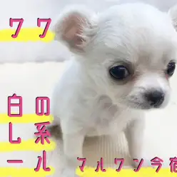 【 チワワ 】ご家族決定率NO1!小さめ・ドワーフ・童顔フェイスの癒し系ガール!