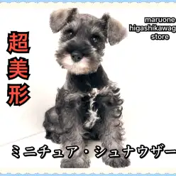 【 ミニチュア・シュナウザー 】必見!超美形シュナちゃんをオススメする3つの理由