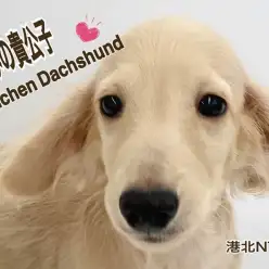 【 カニンヘン・ダックスフント 】微笑みの貴公子とまったりタイムを