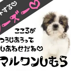 【 シーズー 】スローライフ派と抜群の相性！！癒し癒されハッピーライフ！！