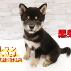 【 柴犬 】埼玉一の大和なでしこ！魅力たっぷりな”まろ眉女子”！！