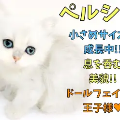 【 ペルシャ 】小さめサイズで成長中!!息を呑む美貌!ドールフェイスの王子様。