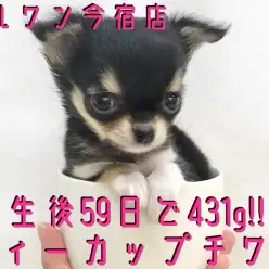 【 チワワ 】ティーカップにすっぽり!オリジナルポイント満載の小さなアイドル!