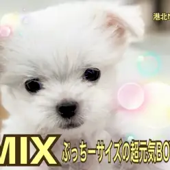 【 ミックス犬 】港北NTにぷっちーサイズの超元気BOY登場！