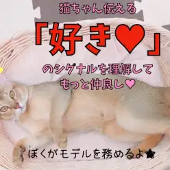 【 アビシニアン 】猫ちゃんが伝える「好き♥」のシグナルを理解してもっと仲良し!