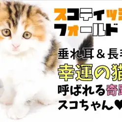【 スコティッシュフォールド 】垂れ耳＆長毛!幸運の猫と呼ばれる奇跡のにゃんこ!