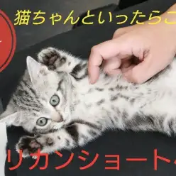 【 アメリカンショートヘア 】おでこにMマーク!猫ちゃんといえばこの子でしょ!