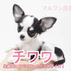 【 チワワ 】生後120日で897gの！小さめサイズで成長中！