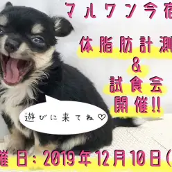 【 今宿店 イベント 】12/10ワンちゃんの体脂肪計測会＆試食会のお知らせ！