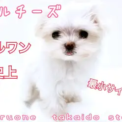 【 マルチーズ 】生後60日で驚異の380g！！極小ベイビーとの暮らしのススメ