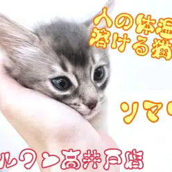 【 ソマリ 】人の体温でとろけてしまう⁈究極の甘えんぼニャンコ！