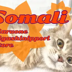 【 ブルーソマリ 】透明感のあるレアカラー！アクティばない穏やかにゃんこ！