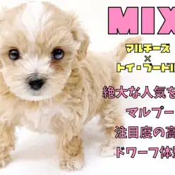 【 MIX マルプー 】小さめサイズ・ドワーフ体型・アプリコットカラーの三重奏！
