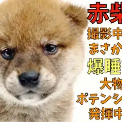 【 柴犬 】撮影中にまさかの爆睡?!大物ポテンシャル発揮中!二頭身の赤柴君!