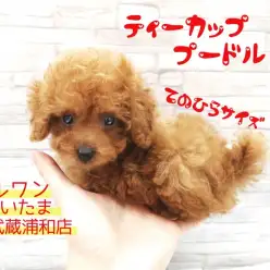 【 ティーカッププードル 】生後72日で体重655g！手のひら極小プードル！