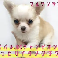 【 チワワ 】AKC・JKCチャンピオン直仔!コーギーチックな珍カラー!