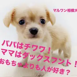 【 MIX チワックス 】くりくりフェイスとクリームカラーに昇天！噛み癖防止法（付録）