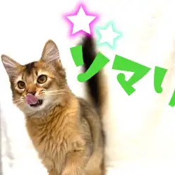 【 ソマリ 】遊ぶの大好き人も大好き！お散歩もできちゃうんです！