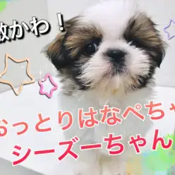 【 シーズー 】あなたに最高の癒しをプレゼント!おっとりはなぺちゃシーちゃん♪