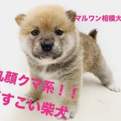 【 柴犬 】クマ系のおっとり娘！眠気には勝てない柴犬に密着！