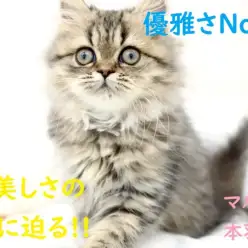 【 ペルシャ 】猫界の優雅さNo1‼その美しさの秘密に迫ります!!