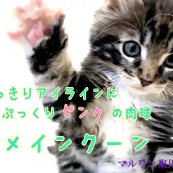 【 メインクーン 】くっきりお目目にぷっくり肉球のイケメンくん！