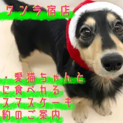 【 ご案内 】特典盛りだくさん！2019年クリスマスケーキ＆おせちのご案内