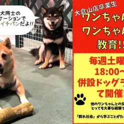 【 社交性トレーニング 】大倉山店卒業生ワンちゃんがワンちゃんを教育!