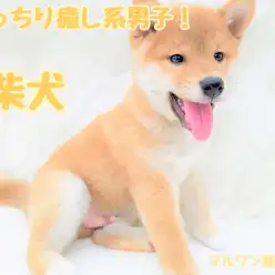 【 柴犬 】抱き心地抜群！まんまる顔が愛らしい男の子！