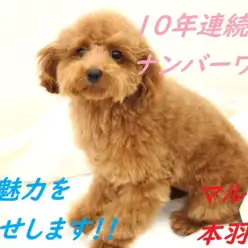 【 トイプードル 】10年連続人気ナンバーワン！！その魅力をお見せします。