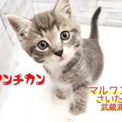 【 マンチカン 】グレーの毛色がカッコ可愛い!スタイリッシュな男の子!!