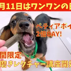 【 大倉山店イベント 】11月11日はワンワンの日！歯磨きガムの与え方講座開始!