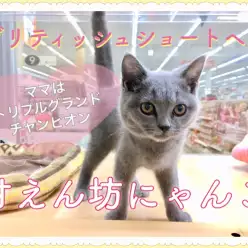 【 ブリティッシュショートヘア 】ママはチャンピオン！良血統の甘えん坊にゃんこ!