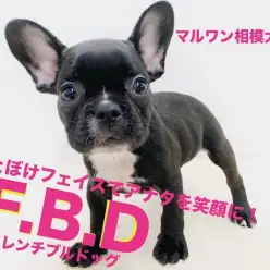 【 フレンチブルドッグ 】おとぼけフェイスの癒し系！しつけに繋がる遊び方紹介！