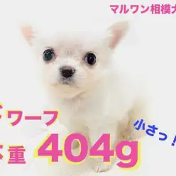 【 チワワ 】驚異の体重404g!小さくムチムチなドワーフ体型から目が離せない！